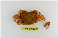 藏品(拉氏清溪蟹)的圖片